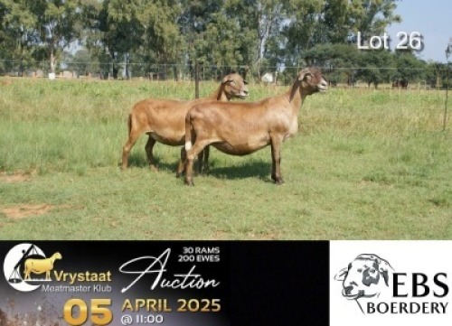 2X MEATMASTER RECORDED PREGNANT EWE EBS Boerdery (Per animal to take the lot)