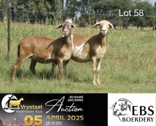 2X MEATMASTER RECORDED PREGNANT EWE EBS Boerdery (Per animal to take the lot)