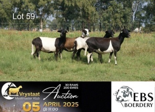 3X MEATMASTER RECORDED PREGNANT EWE EBS Boerdery (Per animal to take the lot)