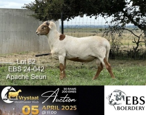 5X MEATMASTER NOT RECORDED PREGNANT EWE Elandsbult Boerdery (Per animal to take the lot)