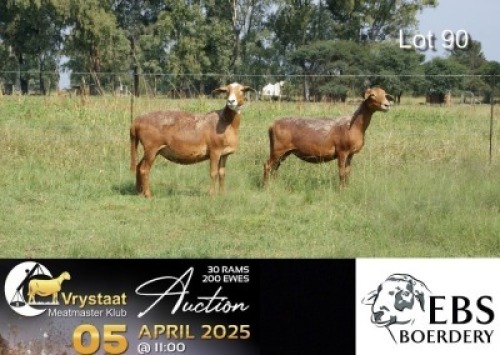 2X MEATMASTER RECORDED PREGNANT EWE EBS Boerdery (Per animal to take the lot)