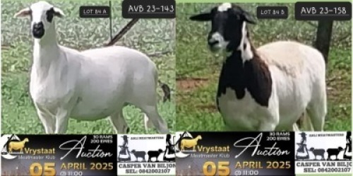 2X MEATMASTER NOT RECORDED PREGNANT EWE Anli Meatmasters (Per animal to take the lot)