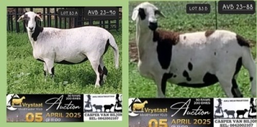 2X MEATMASTER NOT RECORDED PREGNANT EWE Anli Meatmasters (Per animal to take the lot)