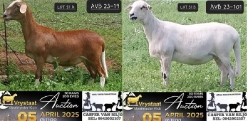 2X MEATMASTER NOT RECORDED PREGNANT EWE Anli Meatmasters (Per animal to take the lot)