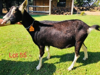 1 X BRITISH ALPINE EWE/OOI GELUKSFONTEIN