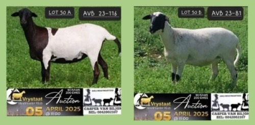 1X MEATMASTER NOT RECORDED PREGNANT EWE Anli Meatmasters