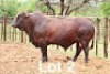 1X BONSMARA BULL PC Bonsmaras