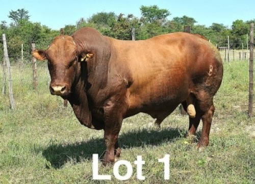 WITHDRAWN - 1X BONSMARA BULL Botswana Bonsmaras
