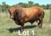 WITHDRAWN - 1X BONSMARA BULL Botswana Bonsmaras