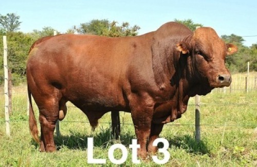 1X BONSMARA BULL Botswana Bonsmaras