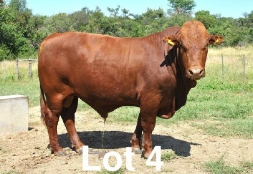 1X BONSMARA BULL Botswana Bonsmaras