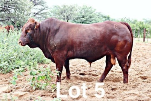 1X BONSMARA BULL PC Bonsmaras