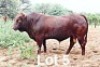 1X BONSMARA BULL PC Bonsmaras