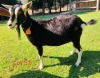 1 X BRITISH ALPINE EWE/OOI GELUKSFONTEIN