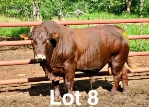 1X BONSMARA BULL Medupi Bonsmaras
