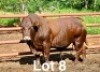 1X BONSMARA BULL Medupi Bonsmaras