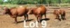 2+2X BONSMARA COW & CALF Medupi Bonsmaras (Per animal to take the lot)