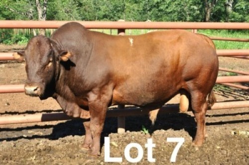 1X BONSMARA BULL Medupi Bonsmaras