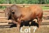 1X BONSMARA BULL Medupi Bonsmaras
