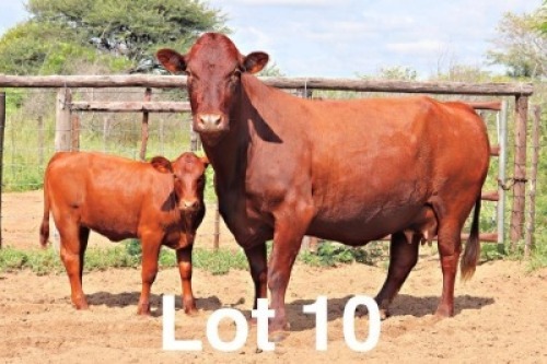 1+1X BONSMARA COW & CALF PC Bonsmaras (Per animal to take the lot)