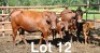 2+2X BONSMARA COW & CALF Medupi Bonsmaras (Per animal to take the lot)
