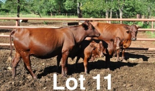 2+2X BONSMARA COW & CALF Medupi Bonsmaras (Per animal to take the lot)