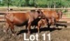 2+2X BONSMARA COW & CALF Medupi Bonsmaras (Per animal to take the lot)