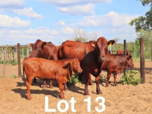 2+2X BONSMARA COW & CALF Ancor Farming (Per animal to take the lot)