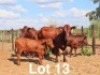 2+2X BONSMARA COW & CALF Ancor Farming (Per animal to take the lot)