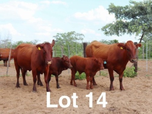 2+2X BONSMARA COW & CALF Ancor Farming (Per animal to take the lot)