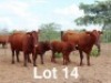 2+2X BONSMARA COW & CALF Ancor Farming (Per animal to take the lot)