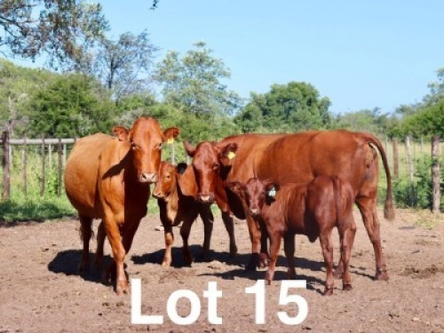 2+2X BONSMARA COW & CALF Ancor Farming (Per animal to take the lot)