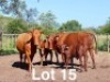 2+2X BONSMARA COW & CALF Ancor Farming (Per animal to take the lot)