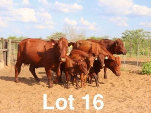 2+2X BONSMARA COW & CALF Ancor Farming (Per animal to take the lot)
