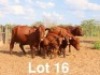 2+2X BONSMARA COW & CALF Ancor Farming (Per animal to take the lot)