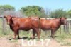 2X BONSMARA COW PC Bonsmaras (Per animal to take the lot)
