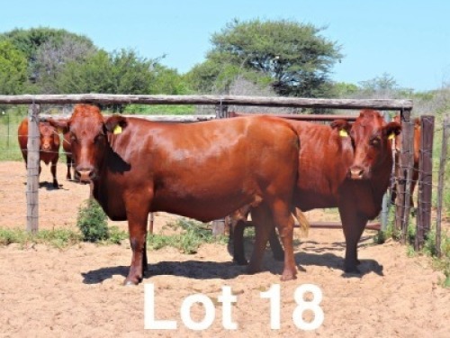 2X BONSMARA COW PC Bonsmaras (Per animal to take the lot)
