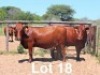 2X BONSMARA COW PC Bonsmaras (Per animal to take the lot)