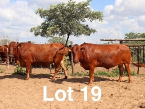 2X BONSMARA COW Ancor Farming (Per animal to take the lot)