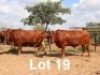 2X BONSMARA COW Ancor Farming (Per animal to take the lot)