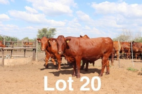 2X BONSMARA COW Ancor Farming (Per animal to take the lot)