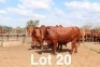 2X BONSMARA COW Ancor Farming (Per animal to take the lot)
