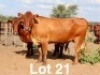 2X BONSMARA COW Ancor Farming (Per animal to take the lot)