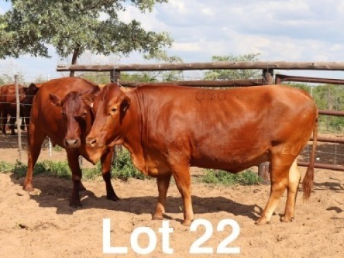 2X BONSMARA COW Ancor Farming (Per animal to take the lot)