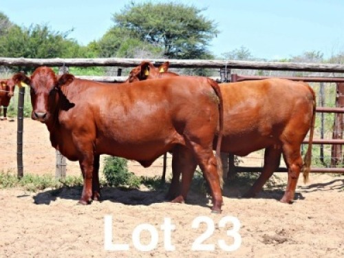 2X BONSMARA HEIFER PC Bonsmaras (Per animal to take the lot)
