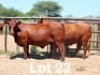 2X BONSMARA HEIFER PC Bonsmaras (Per animal to take the lot)