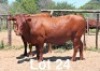 2X BONSMARA HEIFER PC Bonsmaras (Per animal to take the lot)