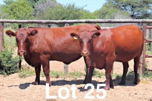 2X BONSMARA HEIFER PC Bonsmaras (Per animal to take the lot)