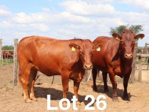 1X BONSMARA HEIFER Ancor Farming (Per animal to take the lot)