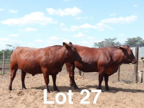 2X BONSMARA HEIFER Ancor Farming (Per animal to take the lot)